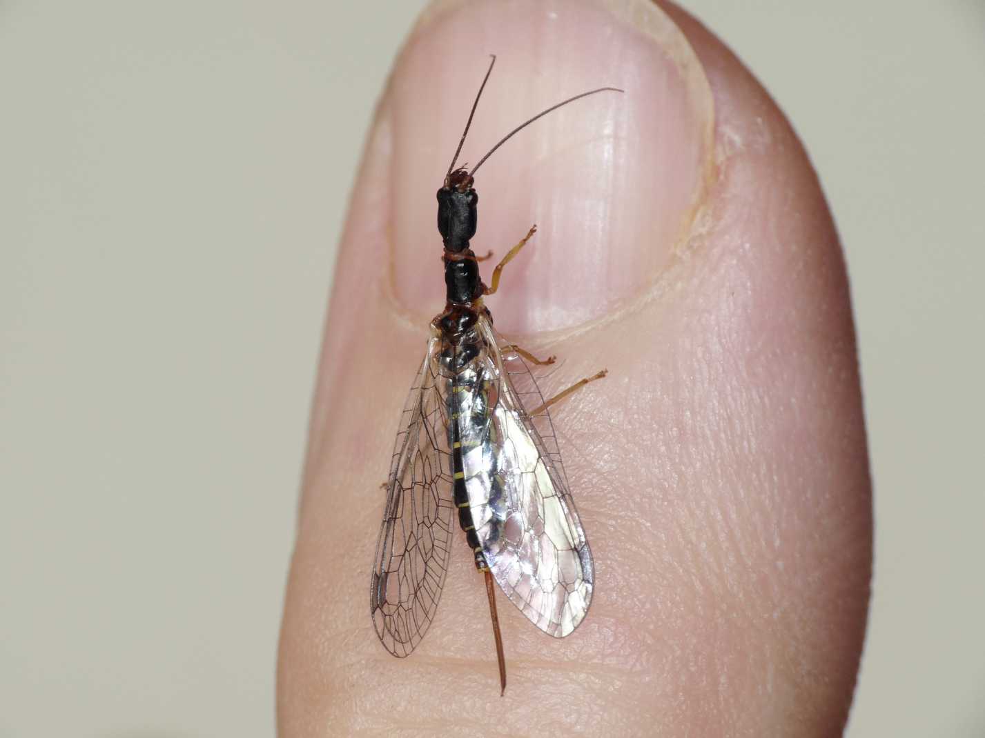 Parainocellia bicolor